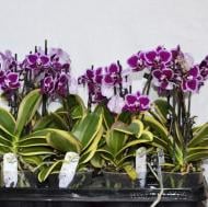 Растение Фаленопсис (орхидея) мультифлора 12х50 2 ствола Chia E Yenlin Variegata (Ter Laak Orchids)