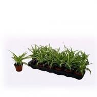 Растение Хлорофитум 09x15 зеленый вариегатный
