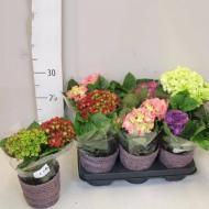 Растение Гортензия 11х30 микс в декоративном кашпо Растение Гортензия 11х30 микс в декоративном кашпо