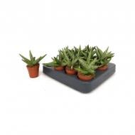 Растение Сансевиерия 06x15 Cylindrica Inti