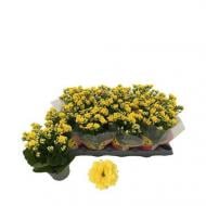 Растение Каланхое каландива 10х25 желтое (Queen)