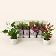 Растение Антуриум 11х15 микс Banderola в керамическом кашпо Растение Антуриум 11х15 микс Banderola в керамическом кашпо