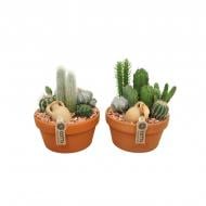Растение Композиция 20х30 кактусы в терракотовом кашпо Растение Композиция 20х30 кактусы в терракотовом кашпо