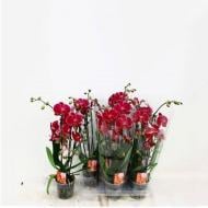 Растение Фаленопсис (орхидея) каскад 12х45 2 ствола Montpellier (Kw J.P. Konst & Zn BV)