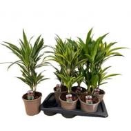 Растение Драцена деременсис 17х70 микс 2 ствола