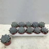 Растение Эхеверия 10х12 Colorata Растение Эхеверия 10х12 Colorata