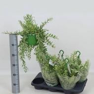 Растение Эсхинантус 14х30 вариегатный Bolero в подвесе