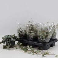 Растение Церопегия 12х10 Woodii