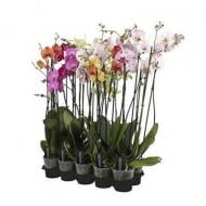 Растение Фаленопсис (орхидея) 12х80 2 ствола микс (Ter Laak Orchids)