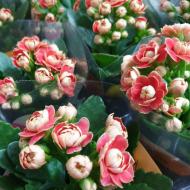 Растение Каланхое каландива 06х13 оранжевое Растение Каланхое каландива 06х13 оранжевое