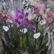 Растение Фаленопсис (орхидея) 12х55-65 1 ствол микс (Levoplant BV)