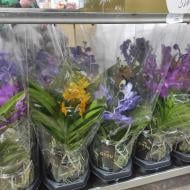 Растение Ванда 14х45 микс в стекле Bose