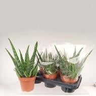 Растение Алоэ 12х25 Tropical Растение Алоэ 12х25 Tropical