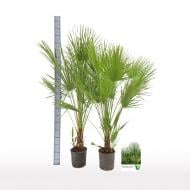 Растение Хамеропс 24x160