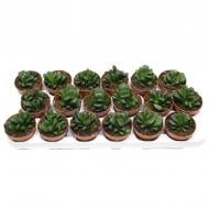 Растение Хавортия 08х12 Maughanii Truncata Растение Хавортия 08х12 Maughanii Truncata