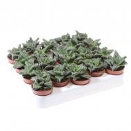 Растение Суккулент 08х12 Faucaria Monstruoza Растение Суккулент 08х12 Faucaria Monstruoza