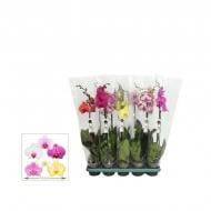 Растение Фаленопсис (орхидея) 12х50 1 ствол микс (Bonito)