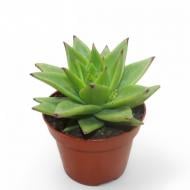 Растение Эхеверия 10х10 Lipstick Растение Эхеверия 10х10 Lipstick