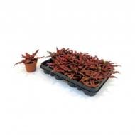 Растение Криптантус 09x15 Red Star