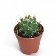 Растение Кактус 06х12 Escontria Chiotilla Растение Кактус 06х12 Escontria Chiotilla