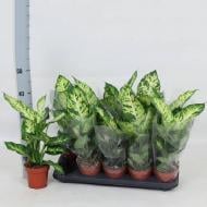 Растение Диффенбахия 12x45 Sublime