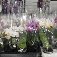 Растение Фаленопсис (орхидея) мини 6х25 2 ствола микс (So Natural)