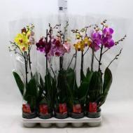 Растение Фаленопсис (орхидея) 12х65 1 ствол микс (Kw J.P. Konst & Zn BV)