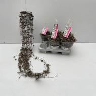 Рослина Церопегія 14x60 Woodii Slver Glory у підвісі