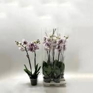 Рослина Фаленопсис (орхідея) гранді 15х75 2 стовбури Picasso (Florious Orchids)