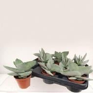 Растение Крассула 08х15 Boomerang Растение Крассула 08х15 Boomerang