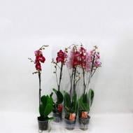 Растение Фаленопсис (орхидея) 12х80 1 ствол Montpellier (Kw J.P. Konst & Zn BV)