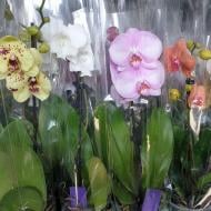 Растение Фаленопсис (орхидея) 12х50 1 ствол микс (Logico)