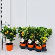 Растение Цитрус каламондин 15*45 на решетке с плодами