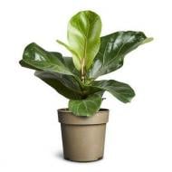 Растение Фикус лирата 11x25