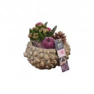 Растение Композиция 16х20 каланхое с декором в декоративном кашпо Шишка