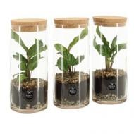 Растение Флорариум 09x20 с калатеей