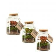 Растение Флорариум 16x30 Neptunus