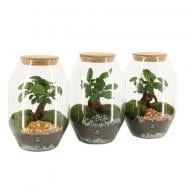 Растение Флорариум 17x25 с фикусом микрокарпа Ginseng