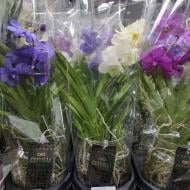 Растение Фаленопсис (орхидея) 12х60 Authentic микс (Ter Laak Orchids)