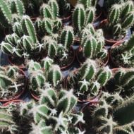 Рослина Кактус 5х10 Cereus Peruvianus Florida