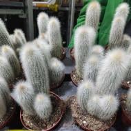 Растение Кактус 8х12 Cleistocactus Strausii