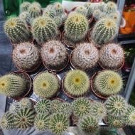 Растение Кактус 5х8 Notocactus микс