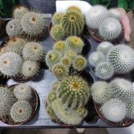 Рослина Кактус 8х10 Notocactus мікс