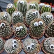 Растение Кактус 5х8 микс с глазами Растение Кактус 5х8 микс с глазами