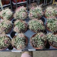 Рослина Кактус 8х12 Ferocactus Glaucescens