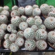 Рослина Кактус 8х10 Mammillaria Bombycina