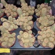 Растение Кактус 8х12 Mammillaria Elongata желтый