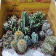 Рослина Кактус 6х10 мікс у шоубоксі