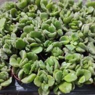 Растение Суккулент 5х8 Cotyledon Ladysmithiensis