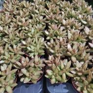 Рослина Седум 8х10 Nussbaumerianum